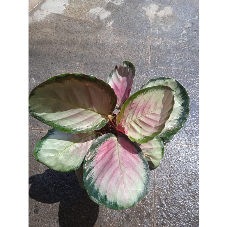Tanaman Hias Calathea Pink Rossy - Bunga Calathea Koleksi