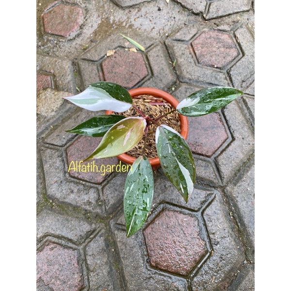 philodendron anderson