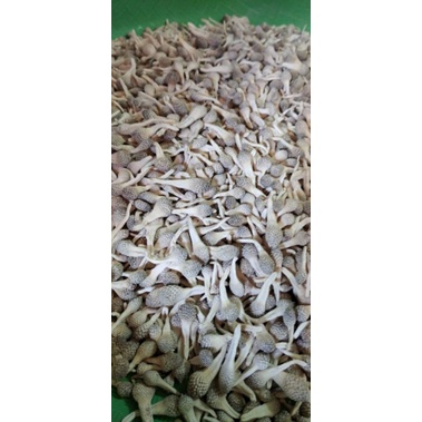 mpot empot ayam putih asli original alami