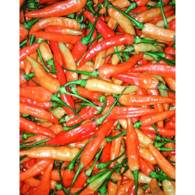 

Cabe Rawit merah 500gram