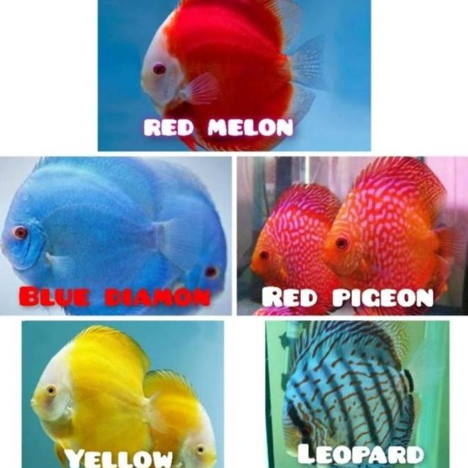 IKAN HIAS DISCUS 1 INCH ISI 5 EKOR PAKET MURAH JHJ5415I