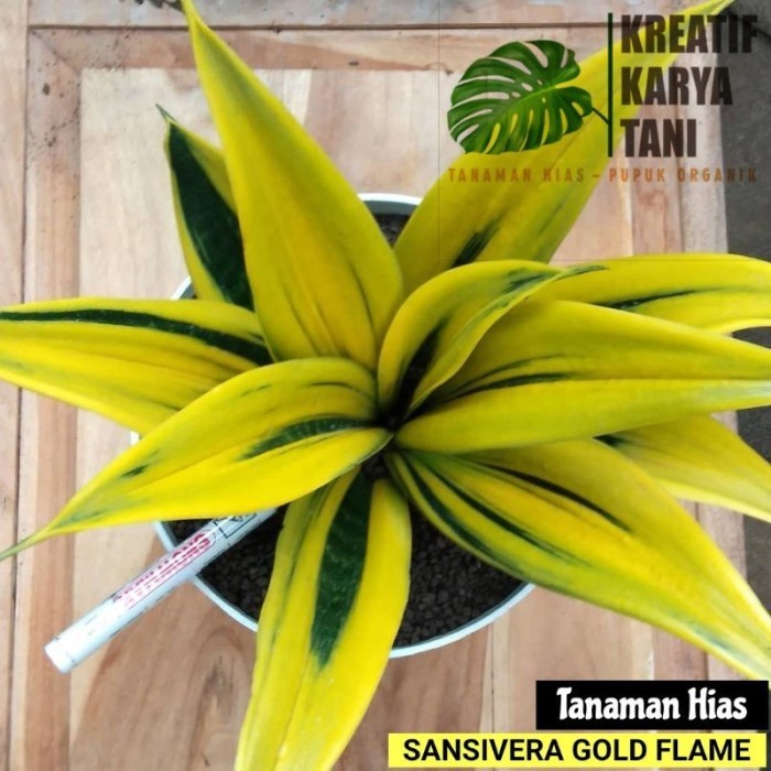 Benih Tanaman Hias Sansivera Gold Flame - Sansivera Golden Flame - Sansivera