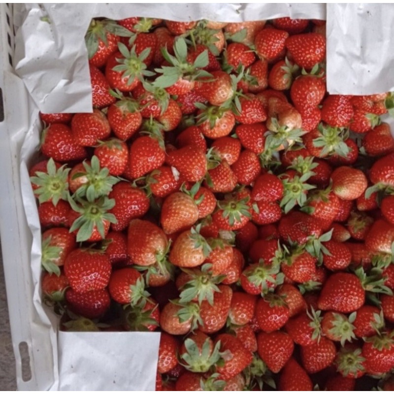 

Strawberry segar 1pack berat 200gram