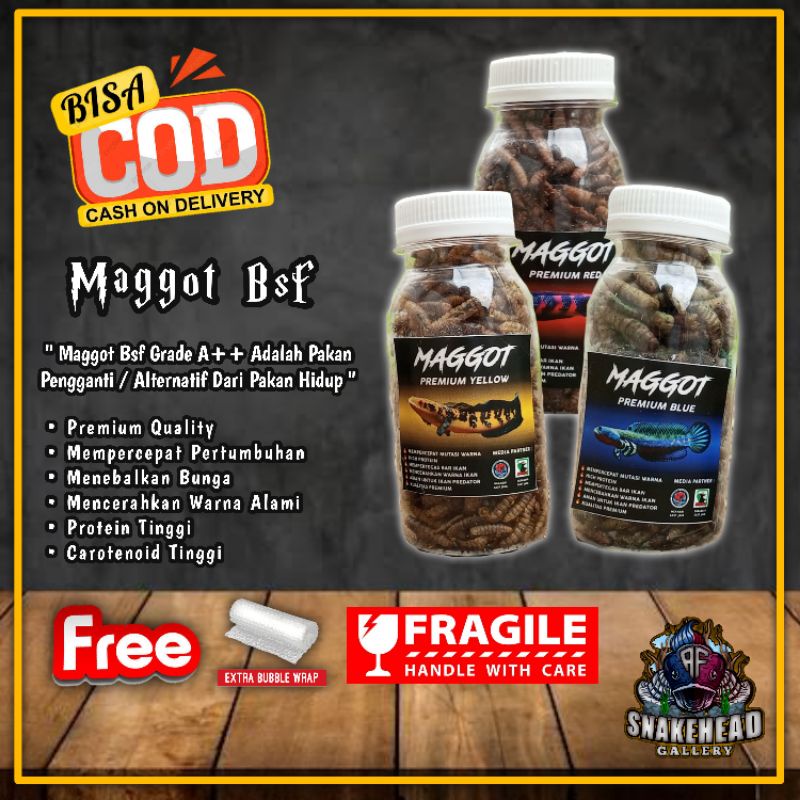 Maggot Kering Yellow Blue Red Pakan Ikan Channa