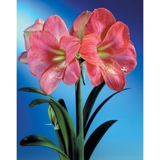 Tanaman hias bakung amarilis pesona pink - bunga amarilis / pohon amarilis