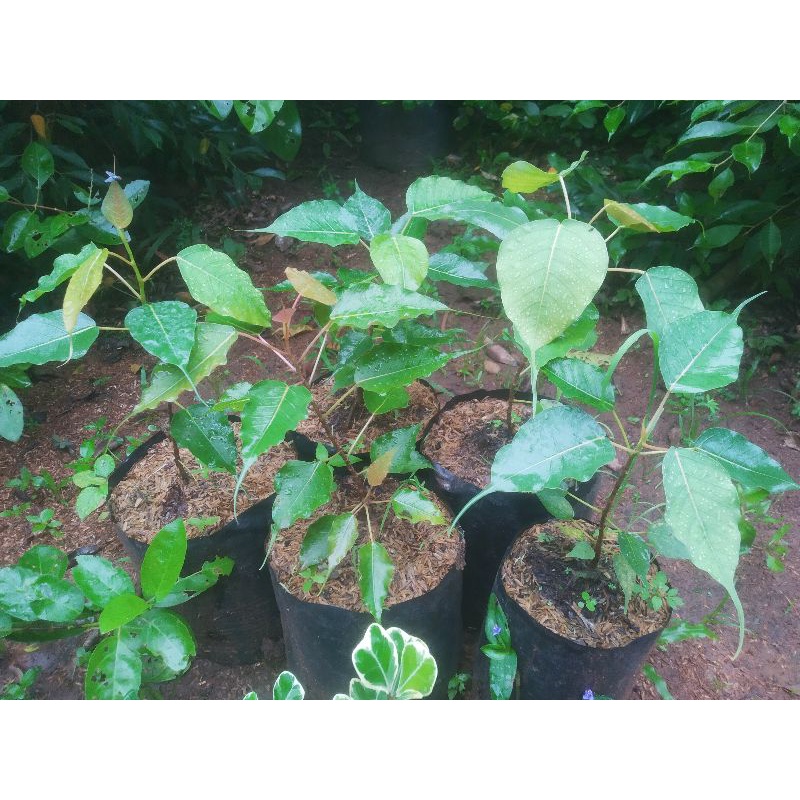 Beringin bodhi Ficus religiosa