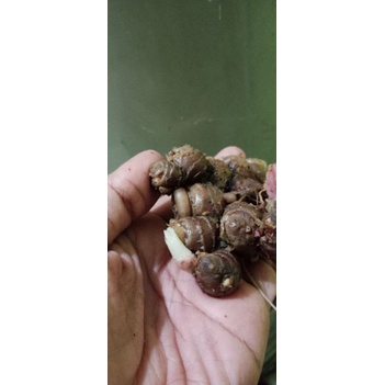 

Rimpang Kunyit Hitam