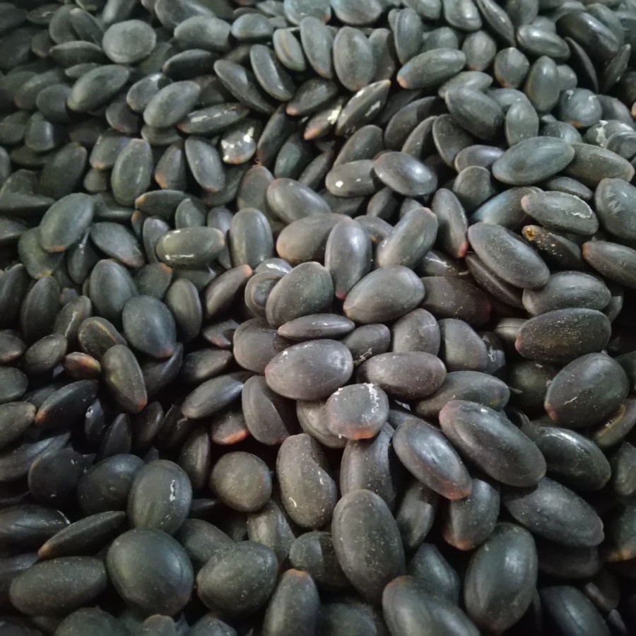 

SGS Biji Kedawung 1kg / Biji Kedaung Kering Kualitas Bagus