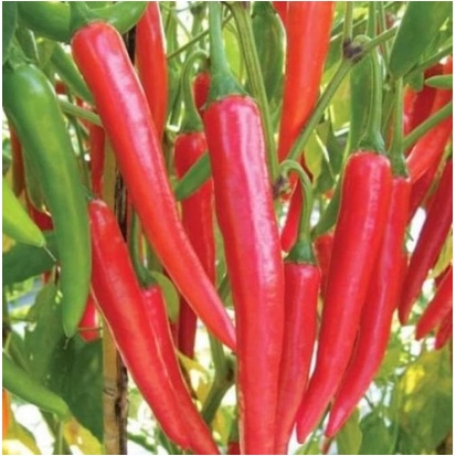 Mokilo43 Benih Cabe Merah Besar Landung 10 Gr Bibit Cabai Unggul Cap Jawara