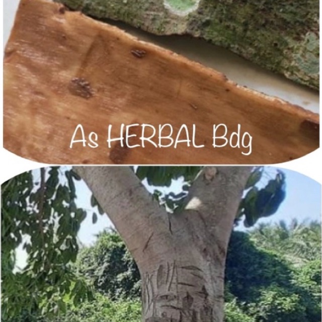 

Kulit pohon gondang kulit pohon kondang 1 kg segar-az