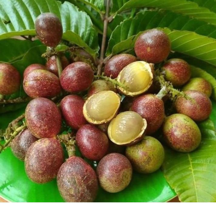 

FIA633 Buah matoa 1kg ++