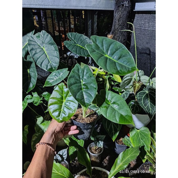 tanaman alocasia golden bone