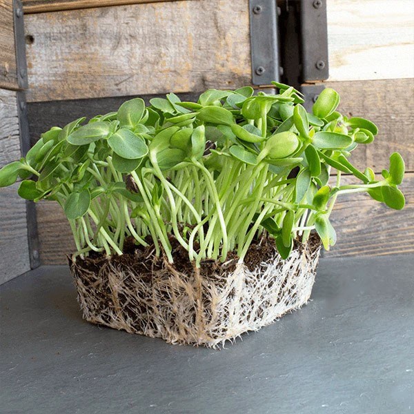 Benih Seribuan - 15 Bibit Microgreen Sunflower Sprout Organik Unggul