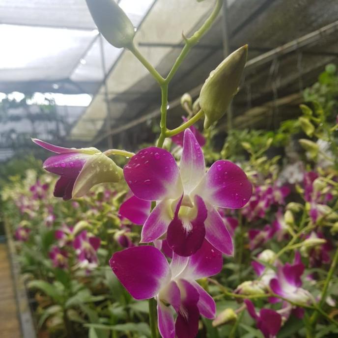 Anggrek Jumbo Dendrobium Berbunga