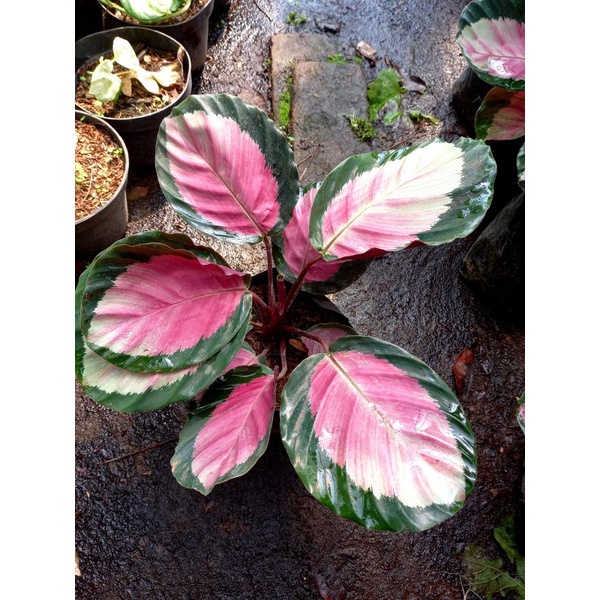 Calathea Pink Rossy