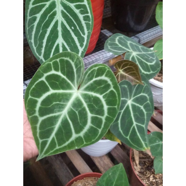 anthurium kuping gajah clarinervium pagoda