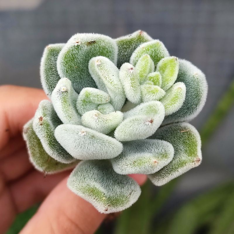 Sukulen Echeveria Pulvinata Frosty