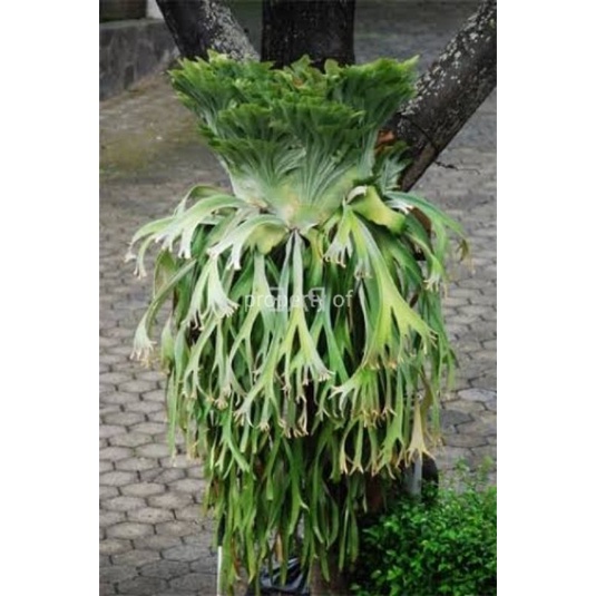 Tanaman Platycerium Bifurcatum Kadaka Tanduk Rusa pletiserum Bakul Kembang