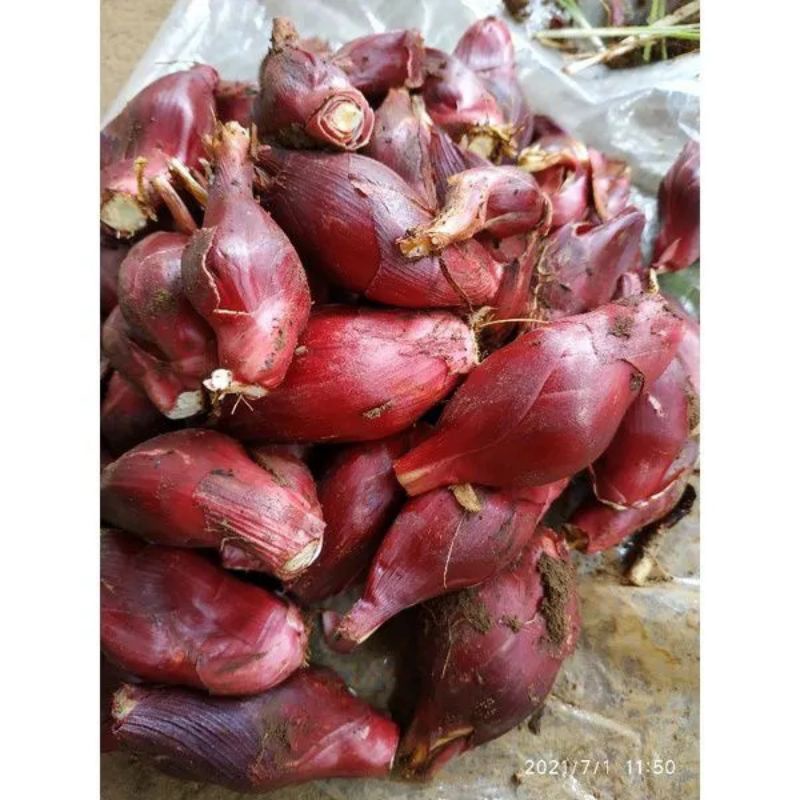 BAWANG DAYAK SEGAR/BAWANG PAPUA/BAWANG DAYAK