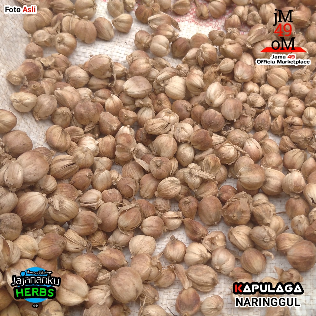 

Kapulaga Kering 1 Kg Best Quality Biji dan Ukuran Campur Cardamom Java Original