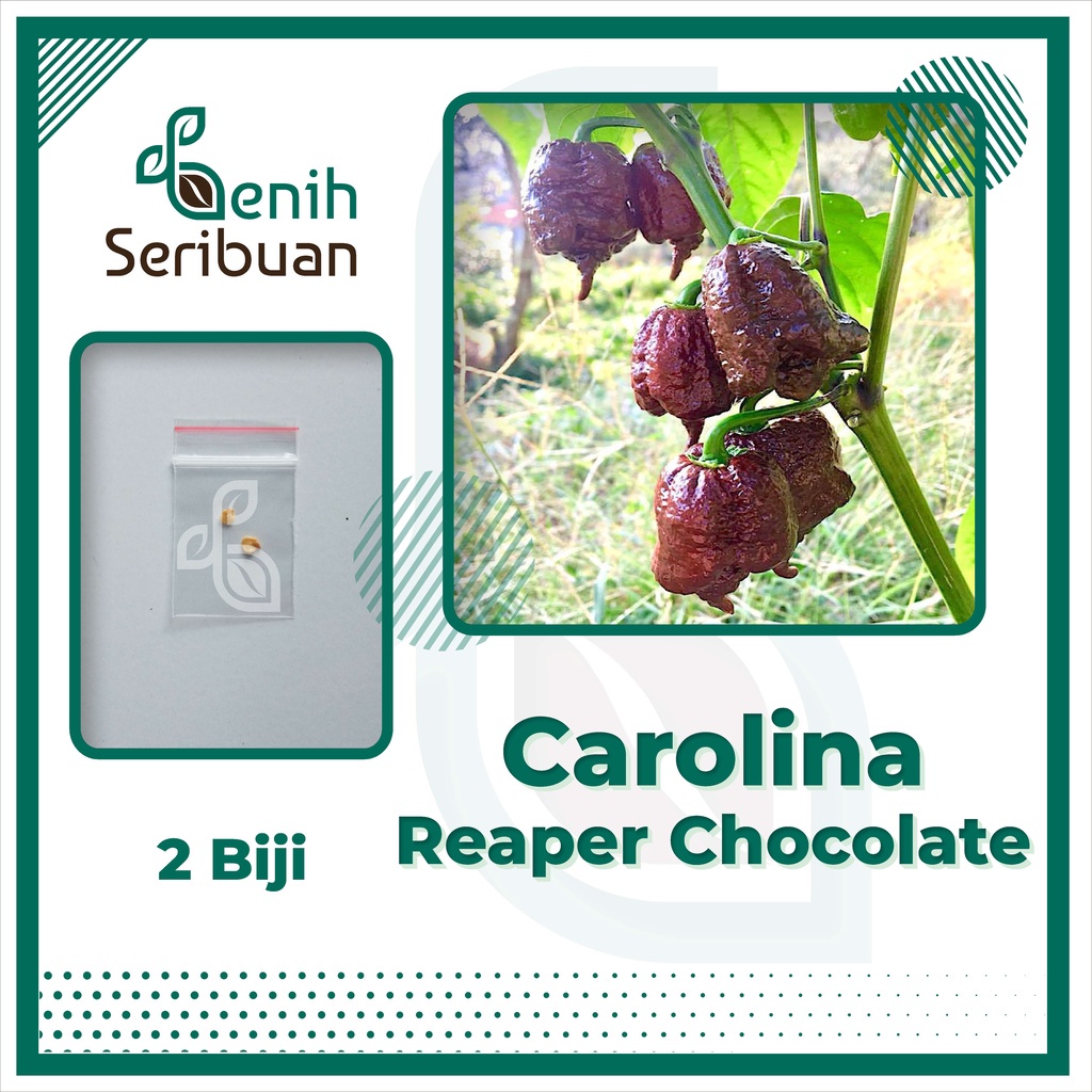 Benih Seribuan - 2 Bibit Cabe Carolina Reaper Coklat Unggul