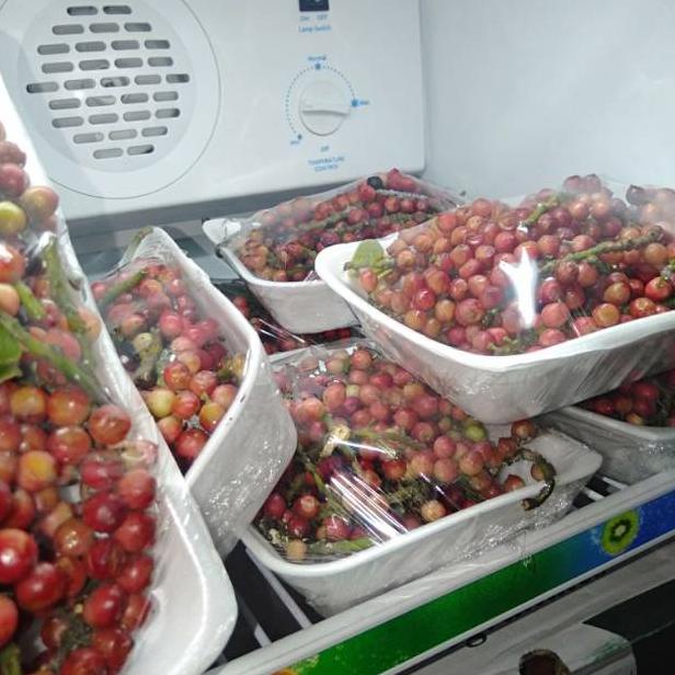 

NEW ARRIVAL P887 Buah buni ngidam KL523