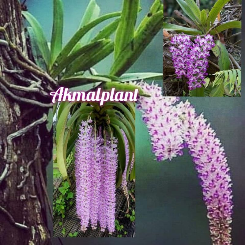 Anggrek Ekor Tupai Dewasa