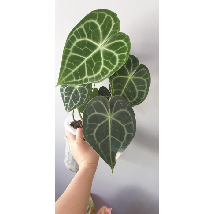 {{{{{{] Anthurium Clarinervium Kuping Gajah Tarantula Dewasa Rawatan Pribadi