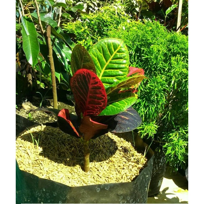 Bibit Tanaman Hias Puring Worten Beauty bibit / biji / benih