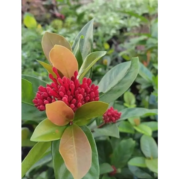 tanaman bunga soka merah