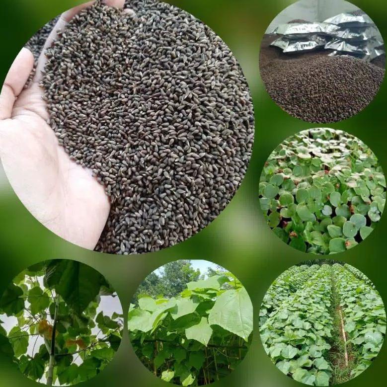 [KODE PRODUK BPCCT6387] COD Paket mini Benih balsa 10gram biji balsa bibit pohon kayu balsa putih