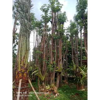 Jual pohon pule - tanaman pelindung - pohon pule grouping | Shopee ...
