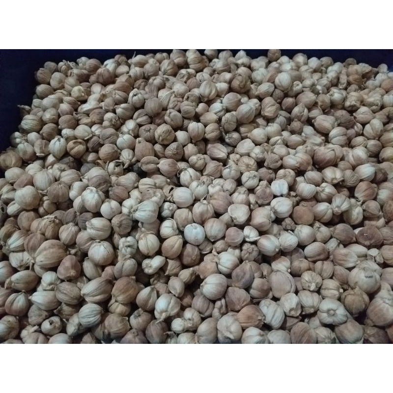 

Kapolaga harga 5.000