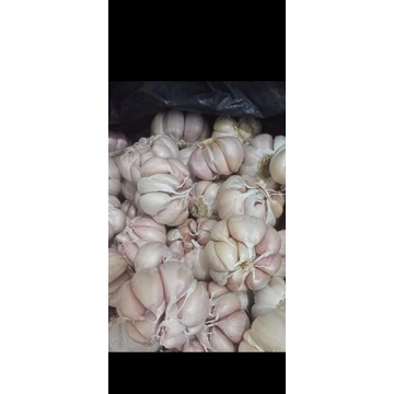 

bawang putih royal dragon