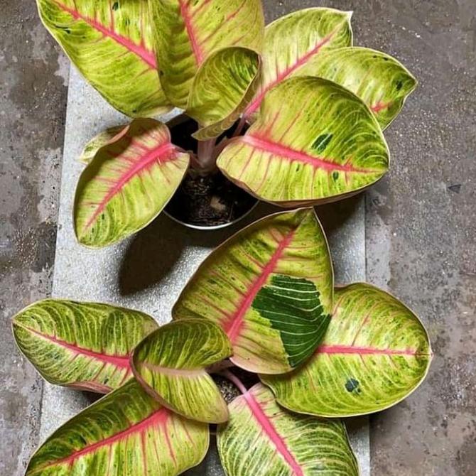 Aglonema Goliath Anakan