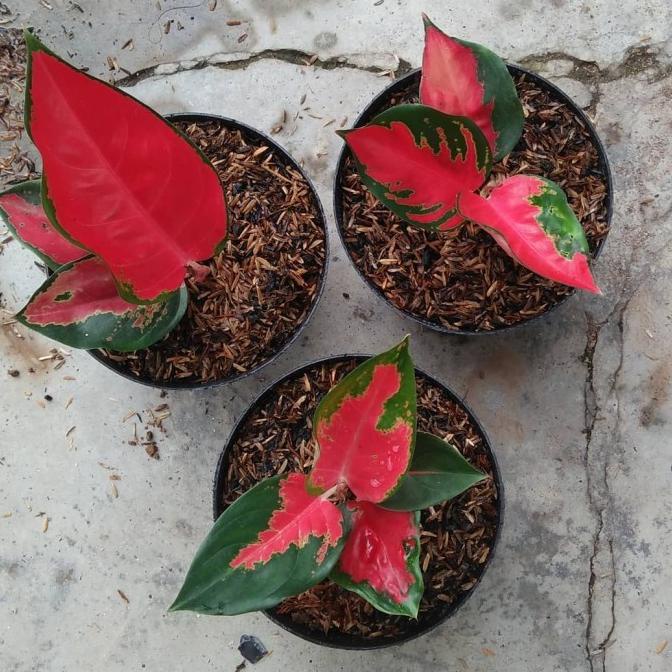 3 paket aglonema suksom jaipong remaja