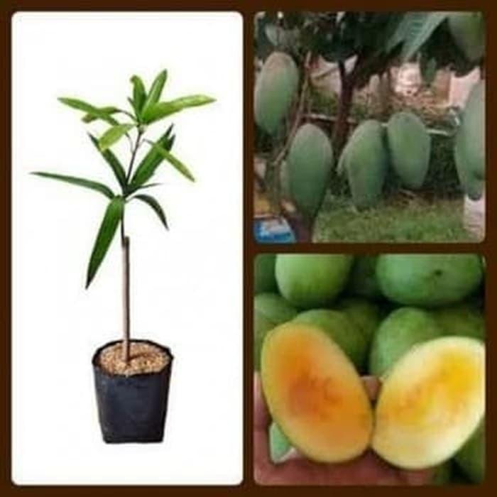 Bibit Tanaman Buah Mangga Manalagi