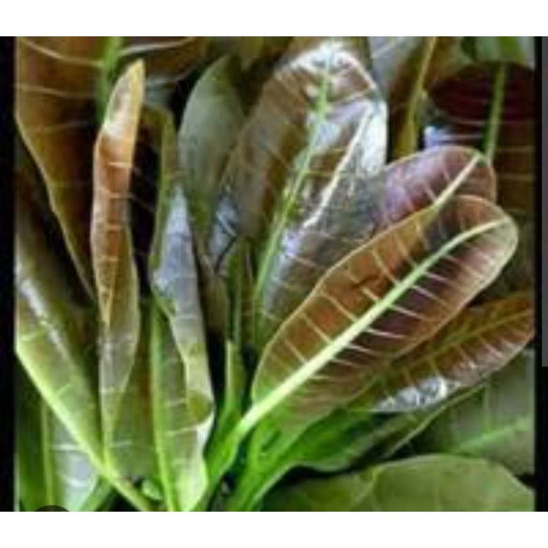 

DAUN JAMBU MONYET PER IKAT SAYUR SEGAR PALEMBANG