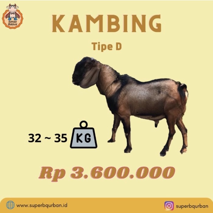 Jual Hewan Qurban Kambing Dan Domba Premium Gratis Biaya Kirim