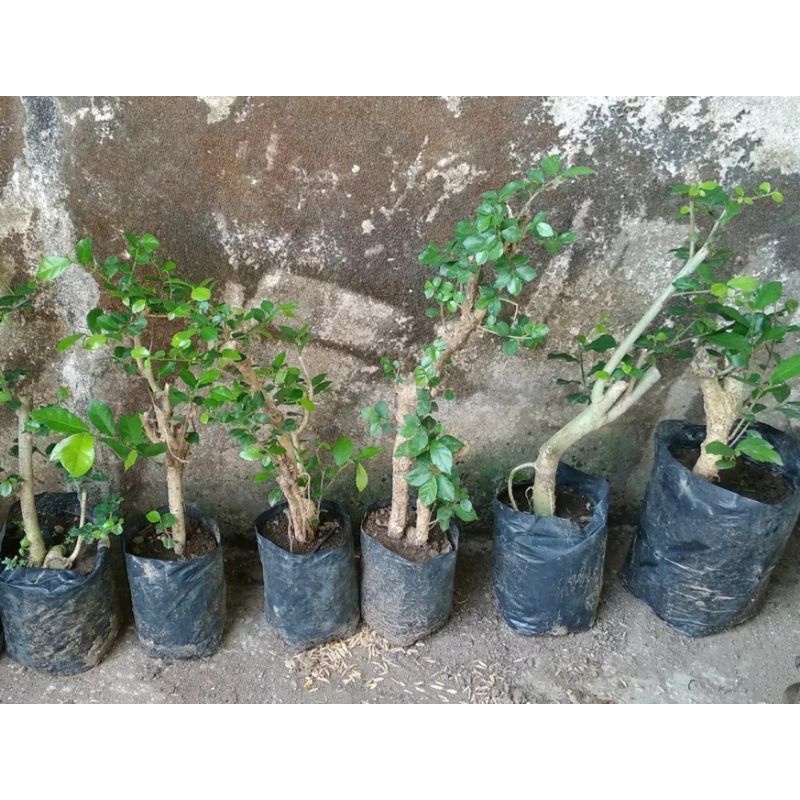 bonsai serut sudah hidup 30k