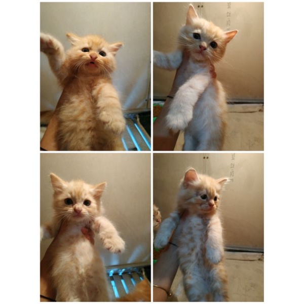 Kitten Persia mix Mainecoon Jantan