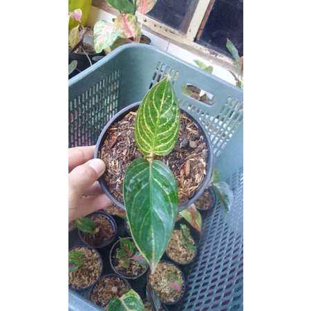 tanaman hias baby aglonema Kresna golden real