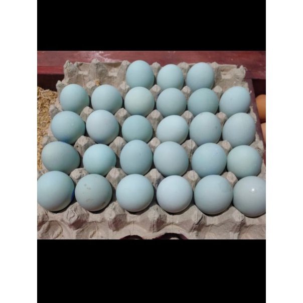 

telor asin