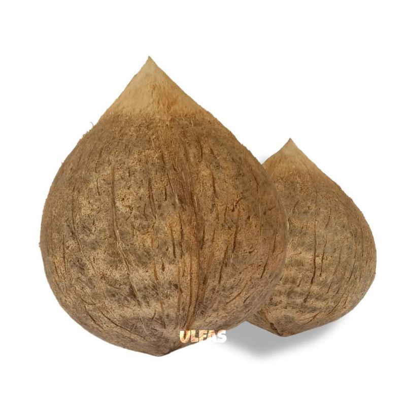 

Buah Kelapa Kopyor Jumbo Genjah Khas Sumenep Madura