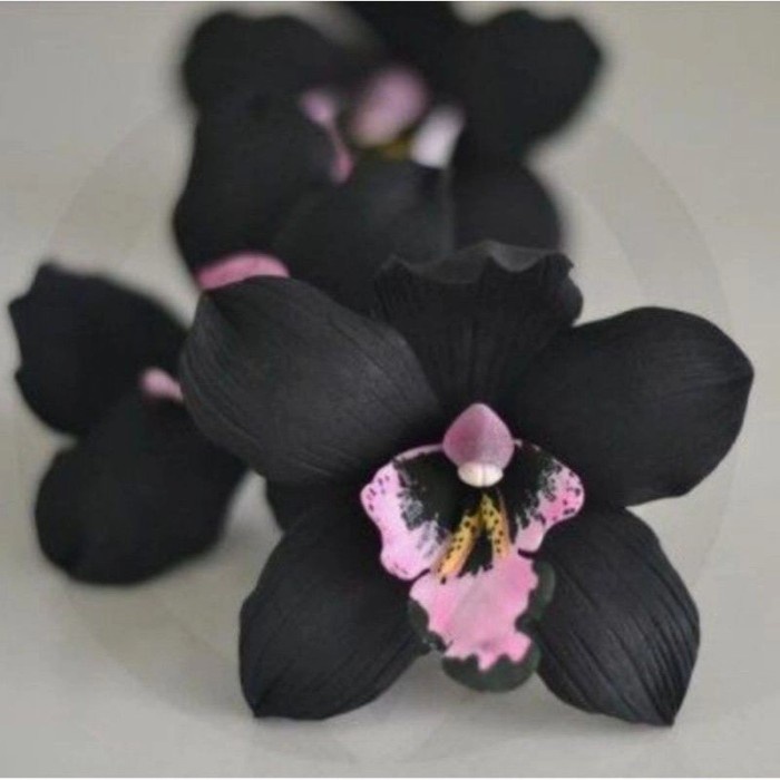 Benih Anggrek Dendrobium Black Papua - Sudah Knop - Spike - Siap Berbunga