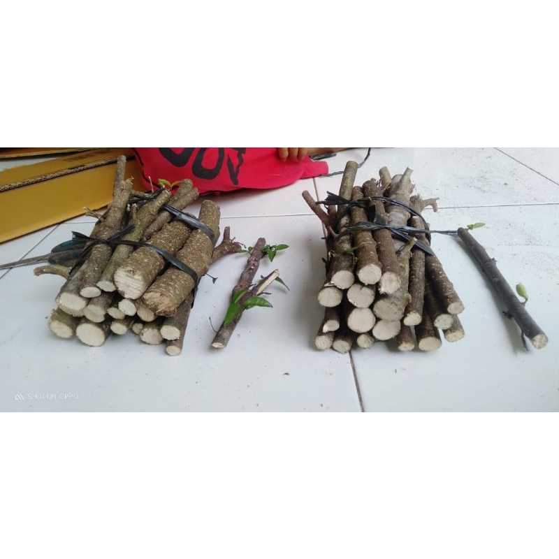 Bahan stek anting putri bonsai fresh-isi 20+2 batang