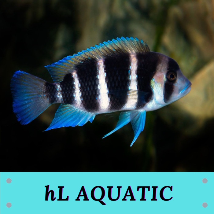 Frontosa Burundi African Cichlid Tangayika