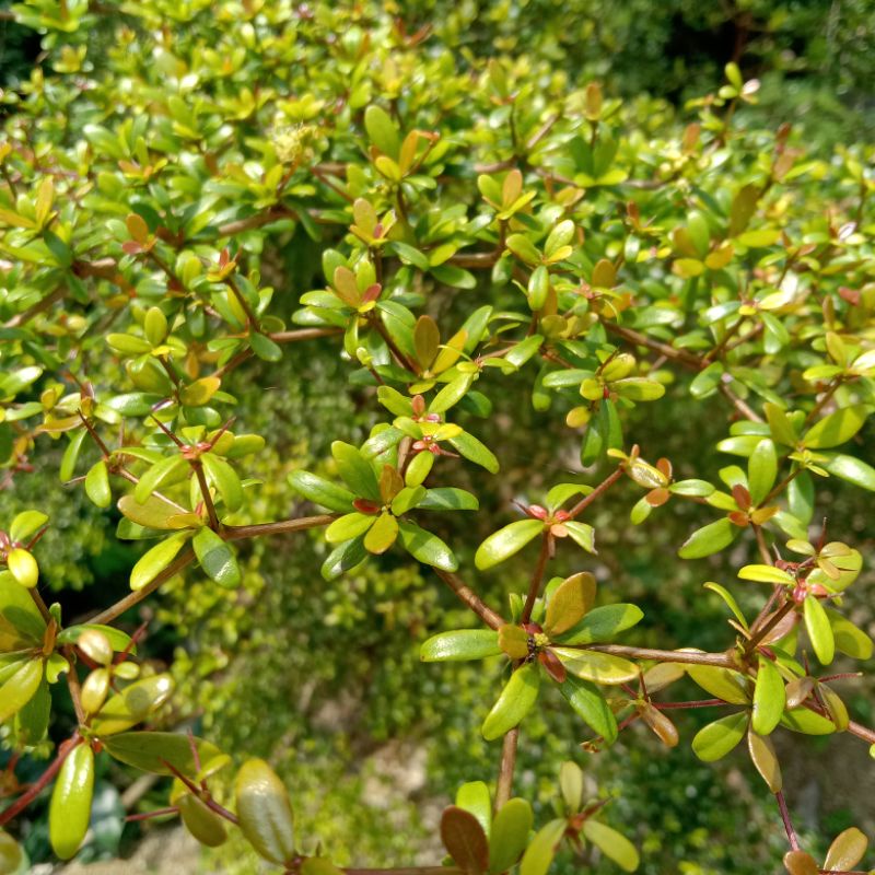 Benih biji tanaman Bucida / black olive bahan bonsai 25 biji