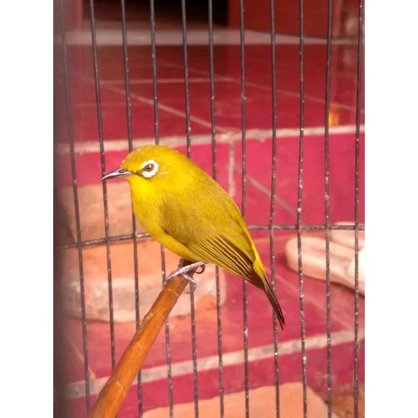 pleci dakun Pacitan ORI jantan 100%