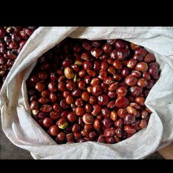 

JENGKOL TUA